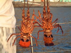 langouste.jpg (15502 octets)