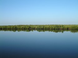 Mangrove