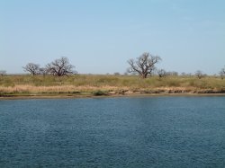 Paysage de savane
