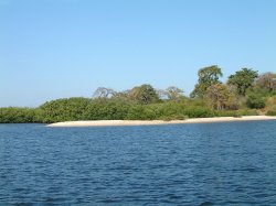 Mangrove